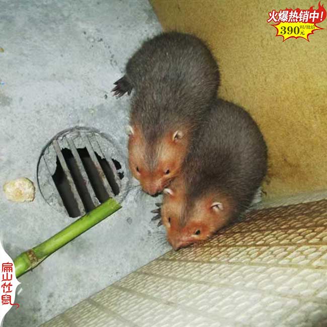 2024福建廣西購(gòu)買(mǎi)10對(duì).20對(duì).50對(duì)竹鼠種苗價(jià)格多少錢(qián)？