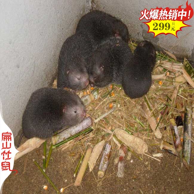 清遠竹鼠養(yǎng)殖場所