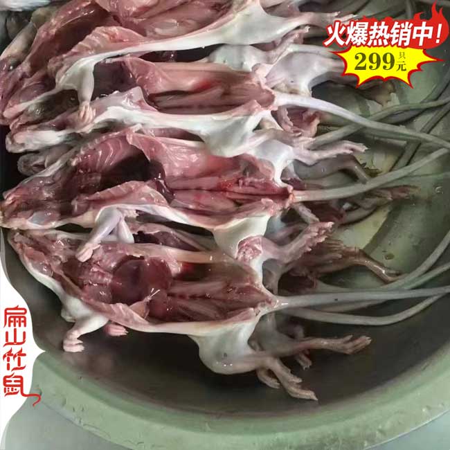 標準梧州防城港規(guī)模竹鼠養(yǎng)殖場 種苗商品冰凍發(fā)快遞360元