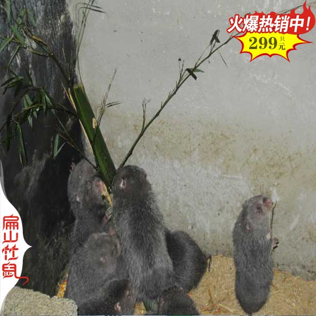 婁底竹鼠種苗
