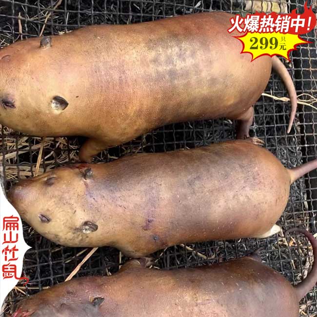 福建彩豚鼠