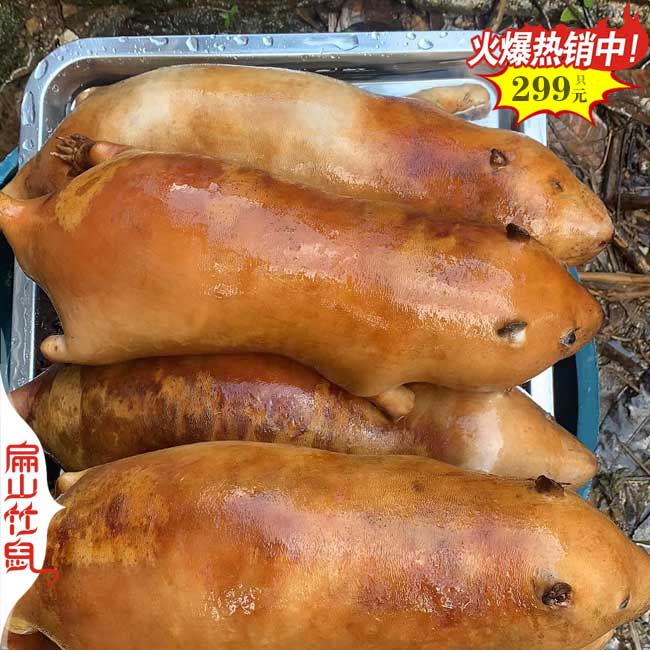 東西竹鼠養(yǎng)殖基地