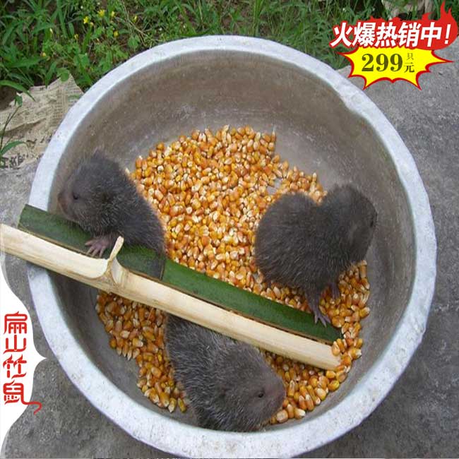 南京銀星竹鼠種苗 南京銀星竹鼠種苗