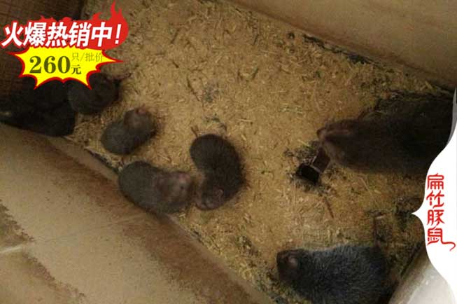 廣東竹鼠養(yǎng)殖基地