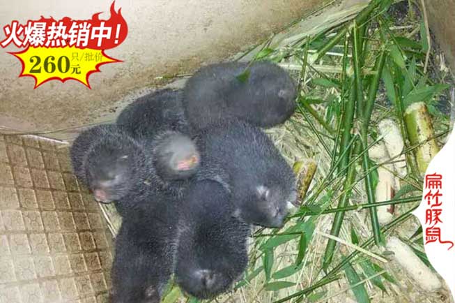 廣西銀星竹鼠種苗
