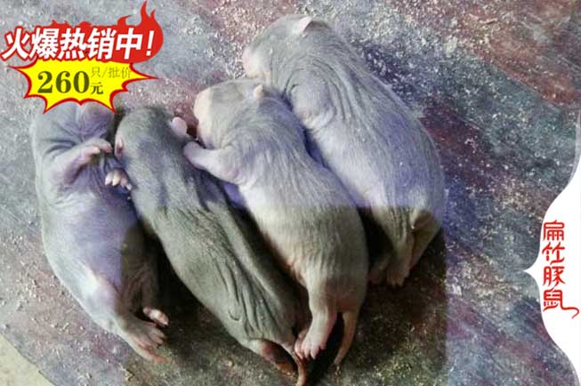 吳川竹鼠種苗 吳川竹鼠種苗