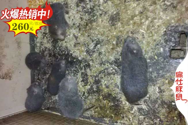 昆明中華竹鼠養(yǎng)殖基地
