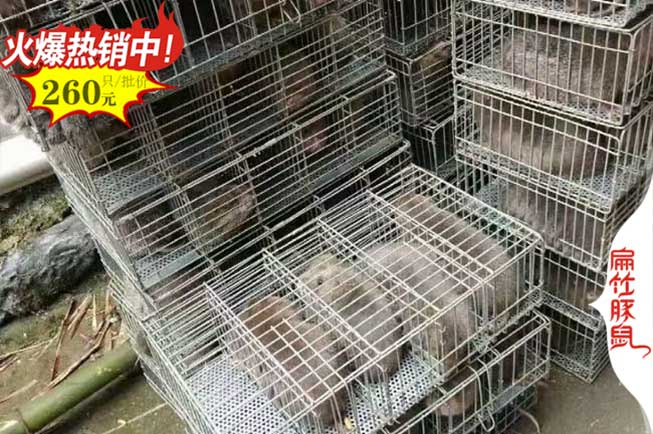 紅河竹鼠發(fā)貨