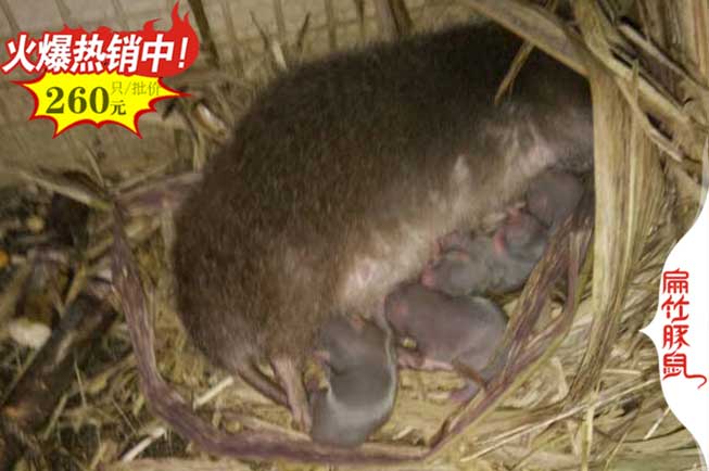 福建竹鼠養(yǎng)殖技術(shù)培訓