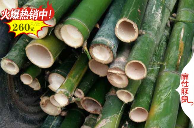 竹鼠的主要食物
