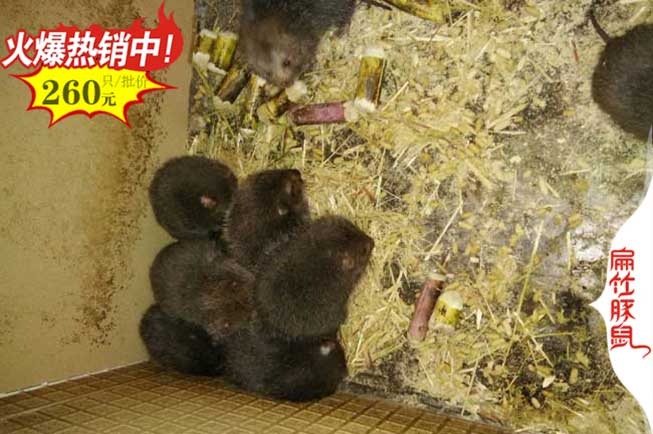 海南竹鼠養(yǎng)殖 海南竹鼠養(yǎng)殖