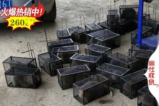 紹興竹鼠種苗 紹興竹鼠種苗