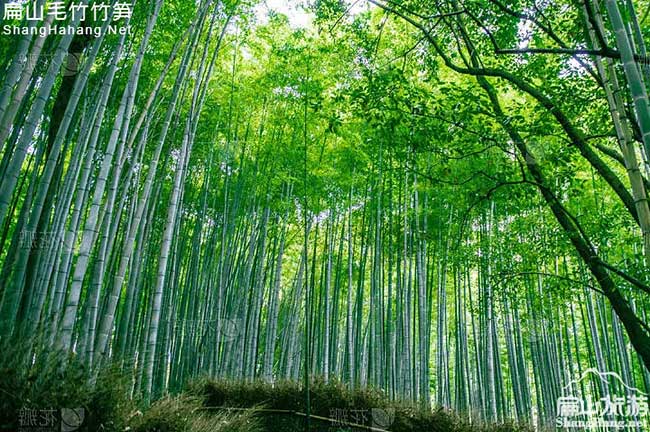 福建竹子苗批發(fā)
