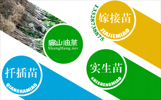 新余油茶基地