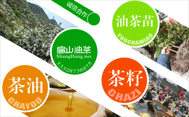 賀州油茶產(chǎn)業(yè)