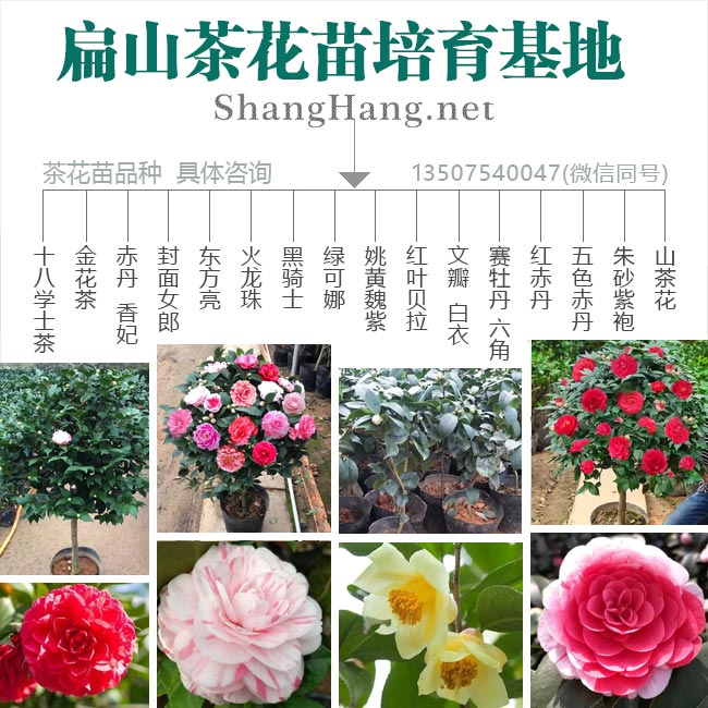 福建茶花苗培育 福建茶花苗培育
