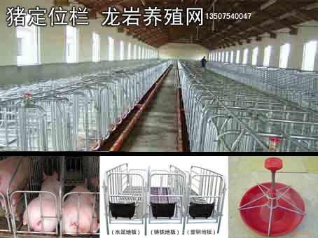 龍巖母豬菜豬定位欄