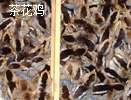 茶花雞苗批發(fā)