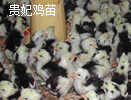 貴妃雞苗批發(fā)
