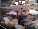 麻黃苗批發(fā)