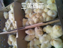 三黃雞苗批發(fā)