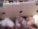 云南土雜雞苗批發(fā)