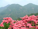 貴妃雞養(yǎng)殖場(chǎng)遠(yuǎn)景