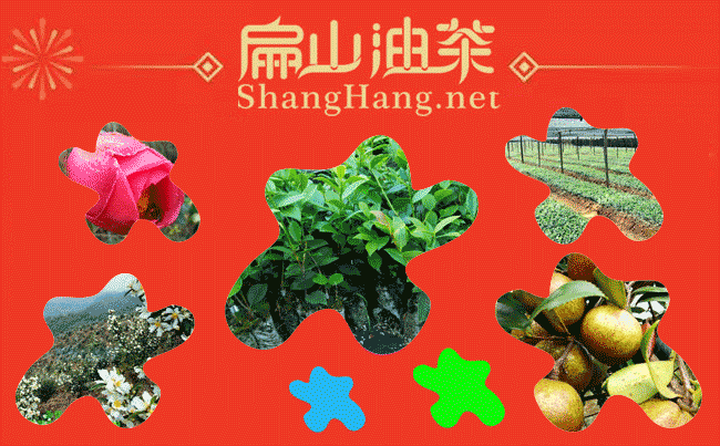 廣西大紅花油茶種植