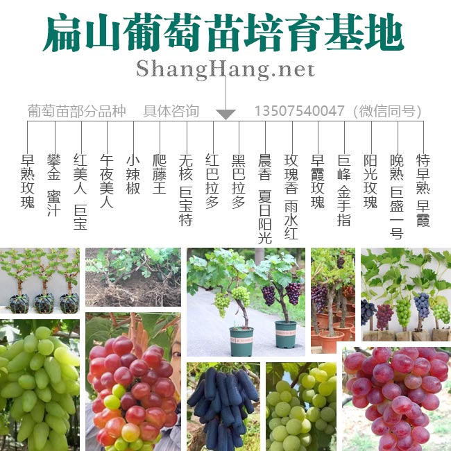 龍巖葡萄種植