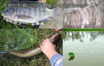 龍巖水產(chǎn)養(yǎng)殖技術(shù)