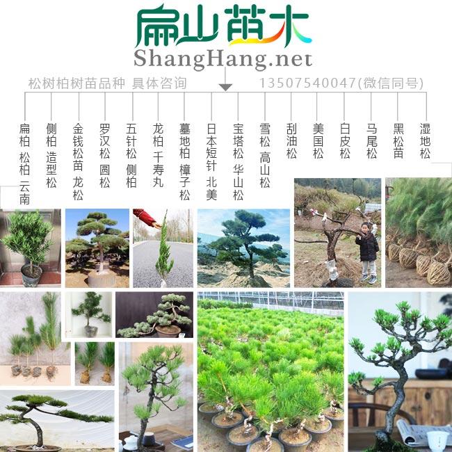 龍巖松樹苗造型基地