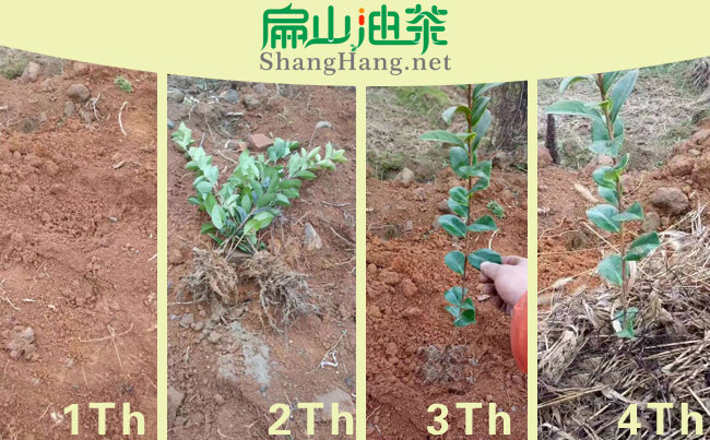 農莊油茶種植