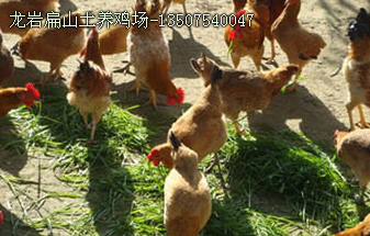 龍巖扁山土養(yǎng)雞場-13507540047