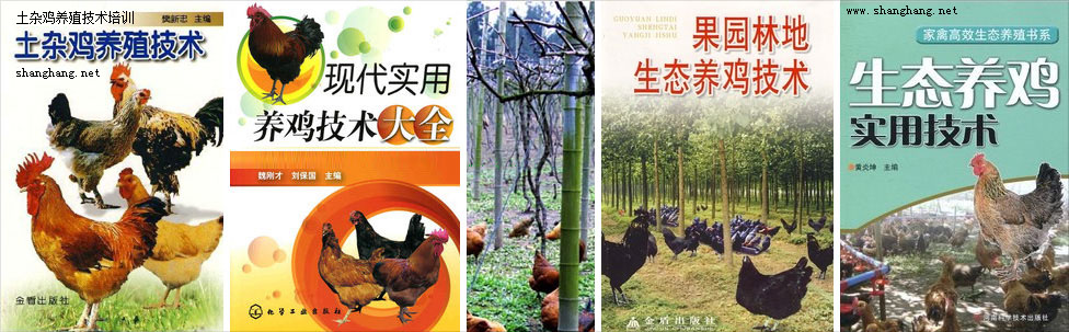 龍巖土雜雞養(yǎng)殖技術(shù)培訓(xùn)