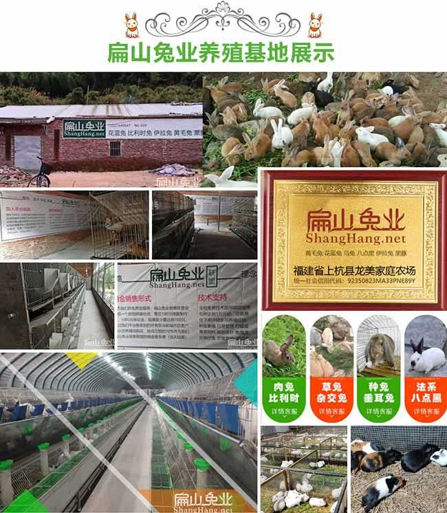 扁山金線蓮苗培育基地