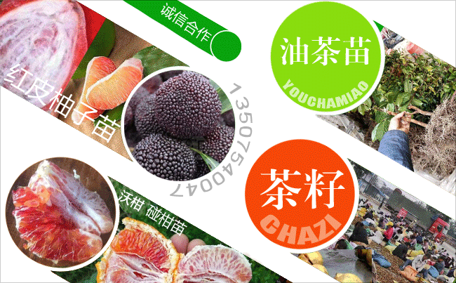 竹鼠養(yǎng)殖學員群