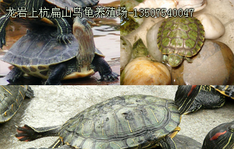 龍巖烏龜養(yǎng)殖基地