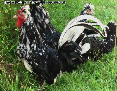 龍巖武平養(yǎng)雞技術(shù)培訓及各種雞批發(fā)