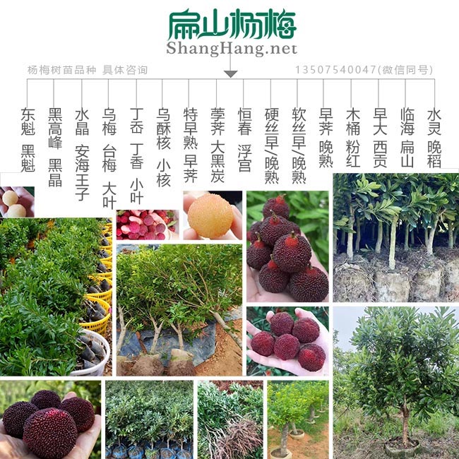 扁山楊梅苗培育品種