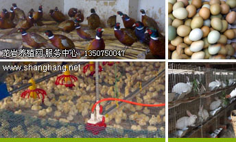 龍巖養(yǎng)山雞貴妃雞技術(shù)