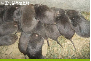 龍巖養(yǎng)豬及設(shè)備