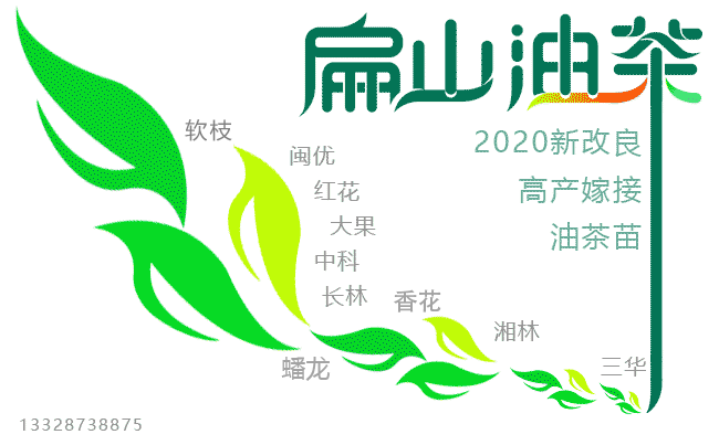 扁山紅花大果油茶基地