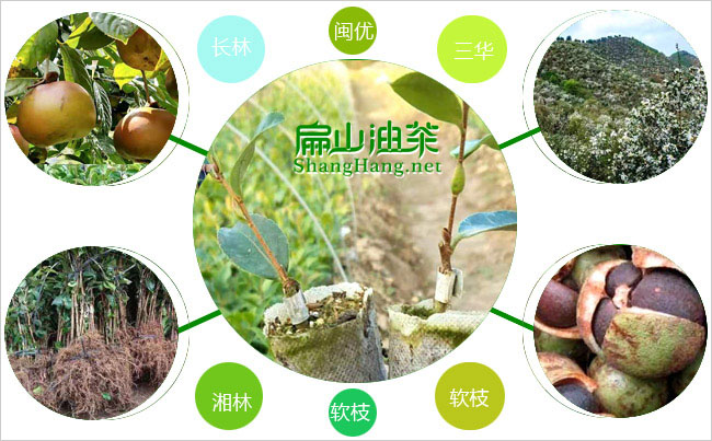 九江油茶種植