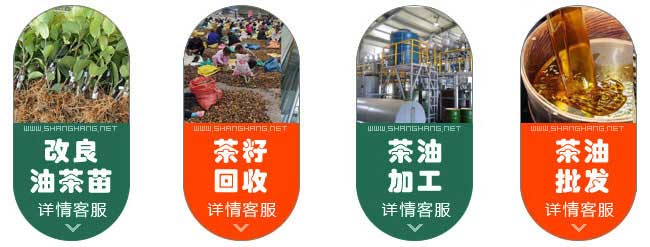 廣西改良油茶苗