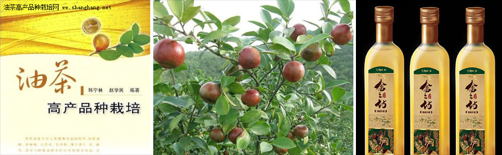 茶油種植環(huán)境分析_油茶環(huán)境氣候_油茶樹(shù)栽培方法技術(shù)培訓(xùn)
