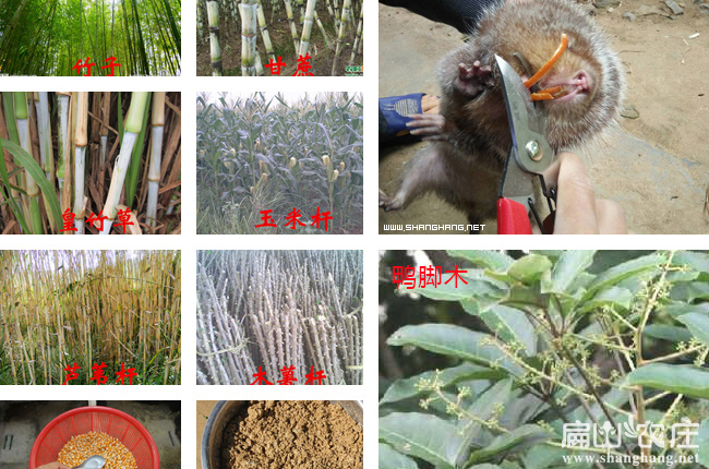 南寧竹鼠養(yǎng)殖技術(shù)