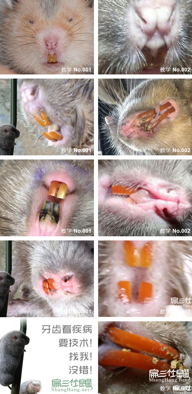 竹鼠牙齒看疾病