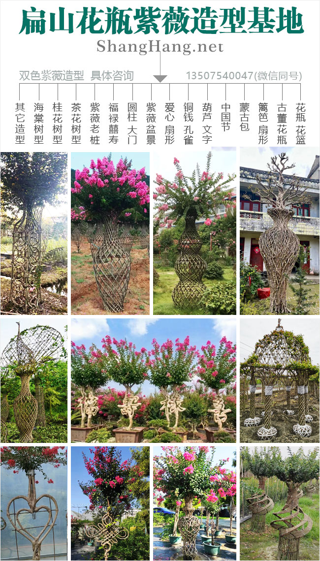 福建花瓶紫薇造型 福建花瓶紫薇造型